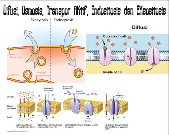 Difusi Osmosis Transpor Aktif Endositosis dan Eksositosis