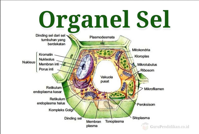Fungsi Organel-organel Sel
